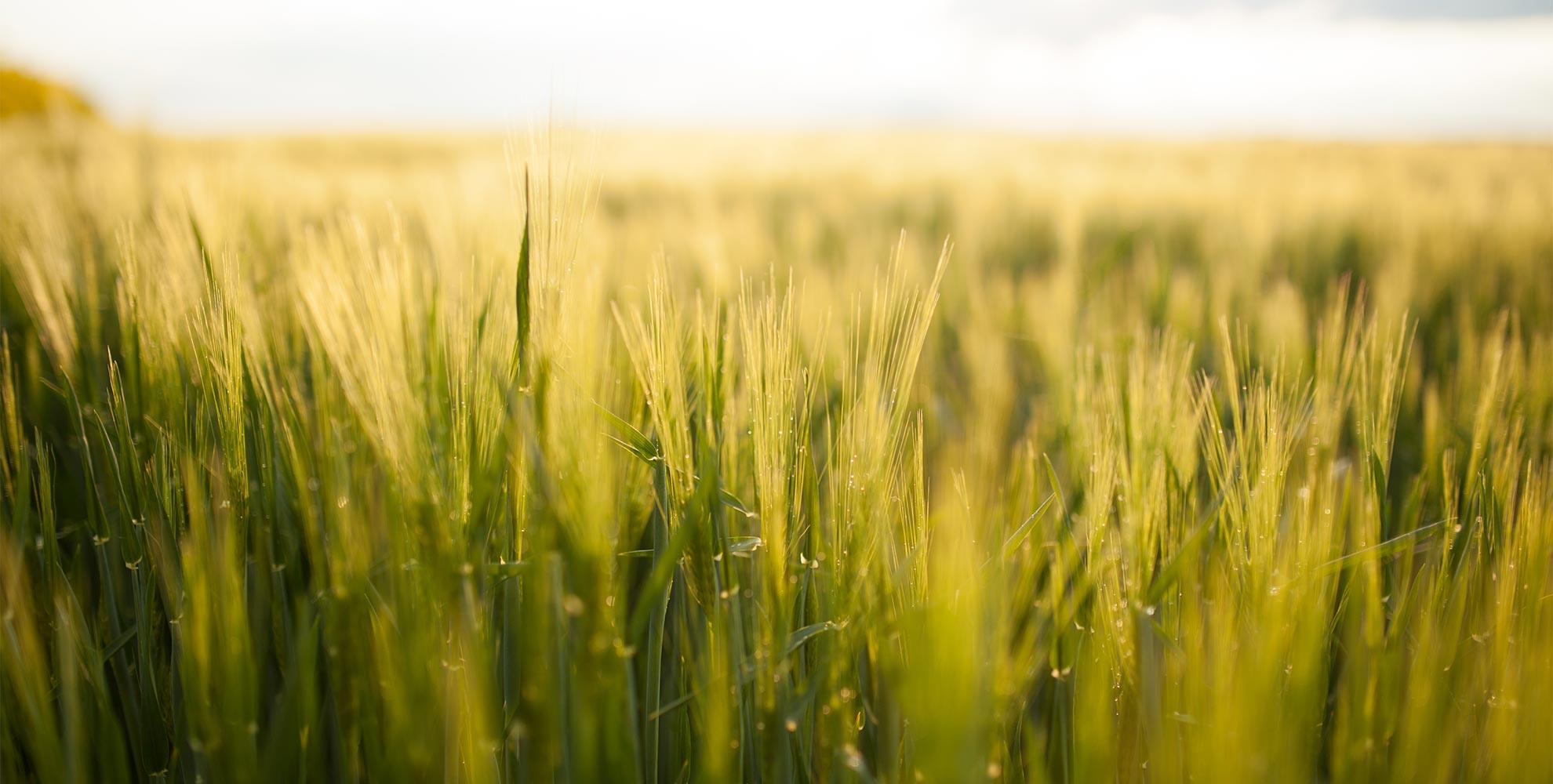 Agroonomy_food_industry