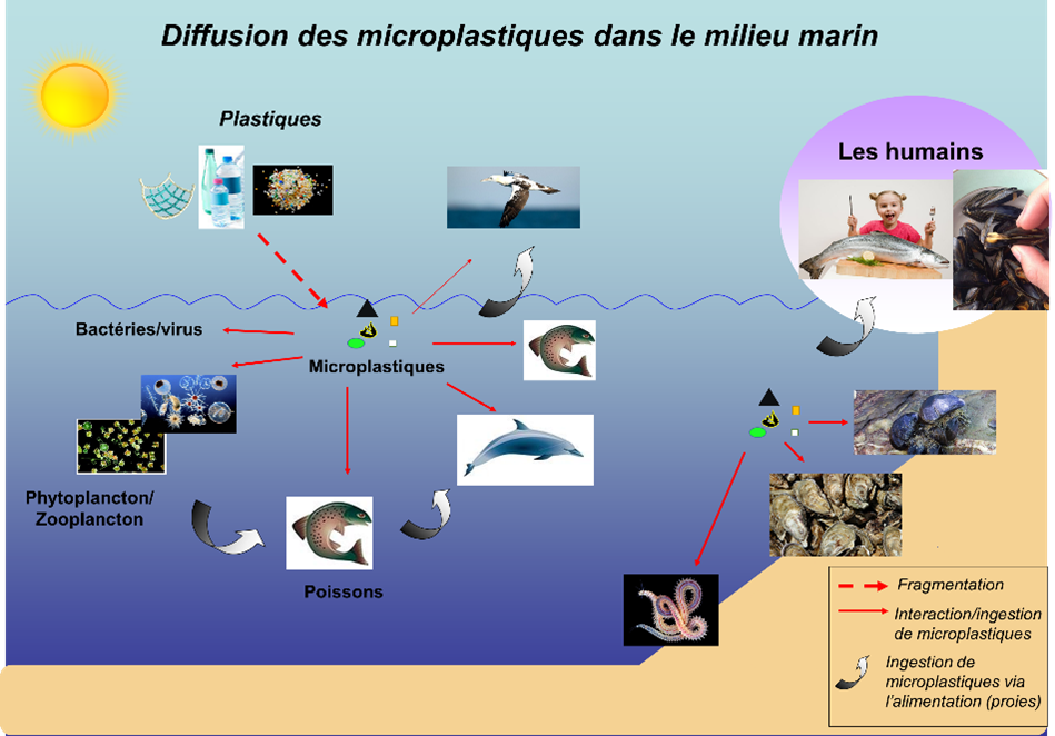 Diffusion des microplastiques dans le milieu marin et jusqu’à l’humain