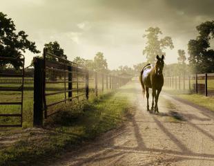Advanced-Master program in Equine Science and Business