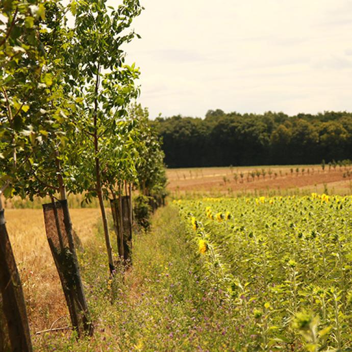 agroforesterie à UniLaSalle Beauvais