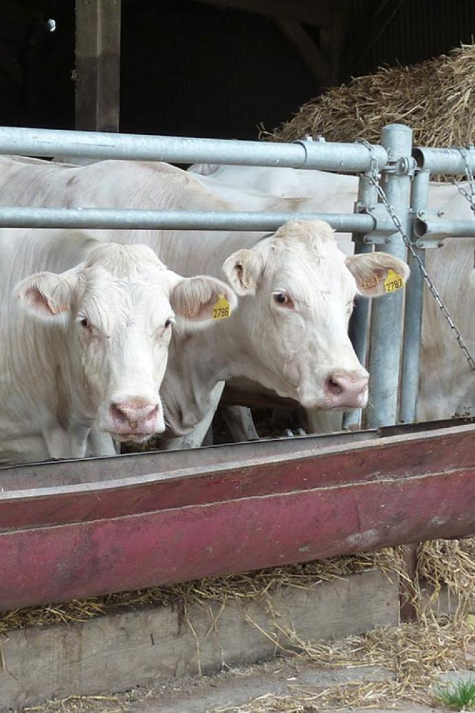 breeding of Charolais cows at the Maurepas farm, owned by UniLaSalle