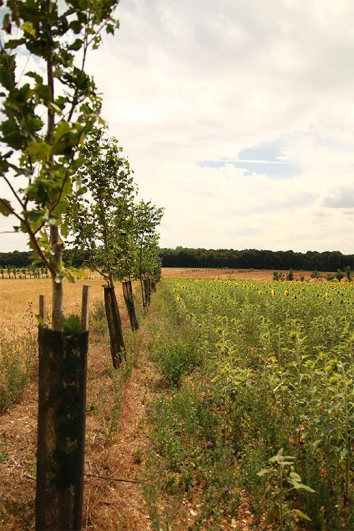 Recherche agronomique en agroforesterie sur l'exploitation agricole d'UniLaSalle, menée sur son campus de Beauvais