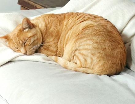 Votre chien ou chat vieillit ? Des gestes simples pour prolonger sa qualité de vie 