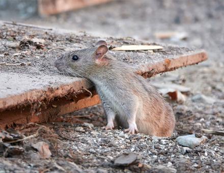 Mieux connaître les rats qui nous entourent, et les microbes qu'ils hébergent