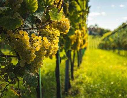 En agriculture, peut-on utiliser du cuivre sans nuire à la vie des sols ?