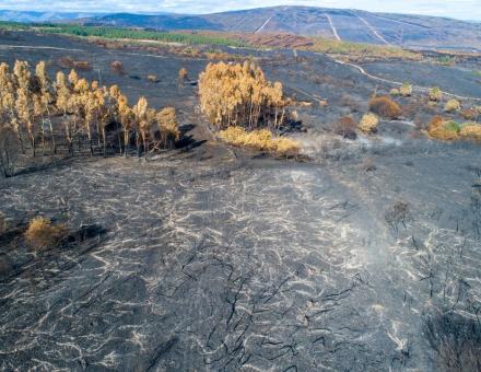 Quand les incendies s'éteignent, les sols se transforment