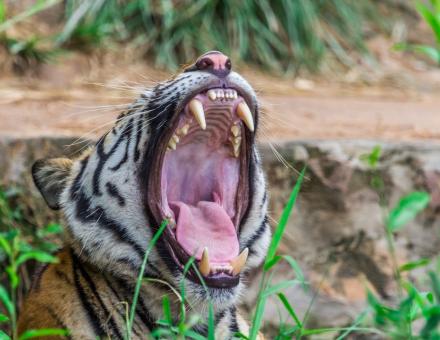 Trancher ou broyer ? Un compromis qui a orienté l'évolution des dents chez les mammifères