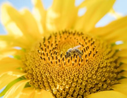 Journée de la biodiversité : abeille, symbole