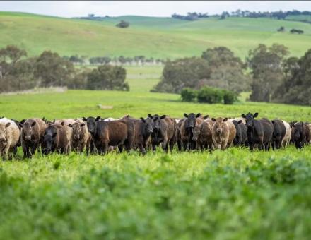 Reconnecter l’agriculture et l’élevage est nécessaire, mais l’effet rebond peut annuler les bénéfices espérés