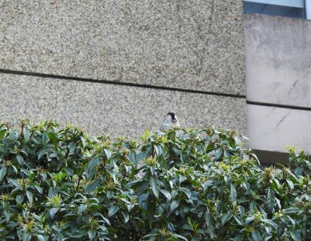 [UniLaSalle Rennes] 42 Etudiants Ingénieurs en Génie de l’environnement au service de la biodiversité urbaine