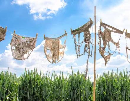 Du slip troué aux sachets de thé, quelques indicateurs pour mesurer la santé des sols