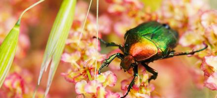 Fête de la Science -Atelier "À la découverte des insectes"